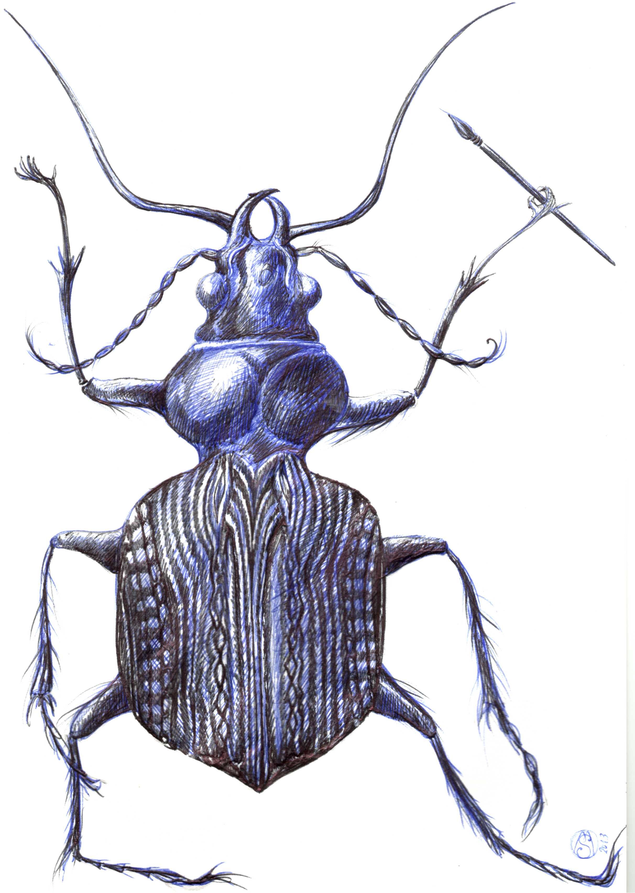 2424x3408 Insect In Ballpoint Biro Drawings In Biro Drawing, Biro