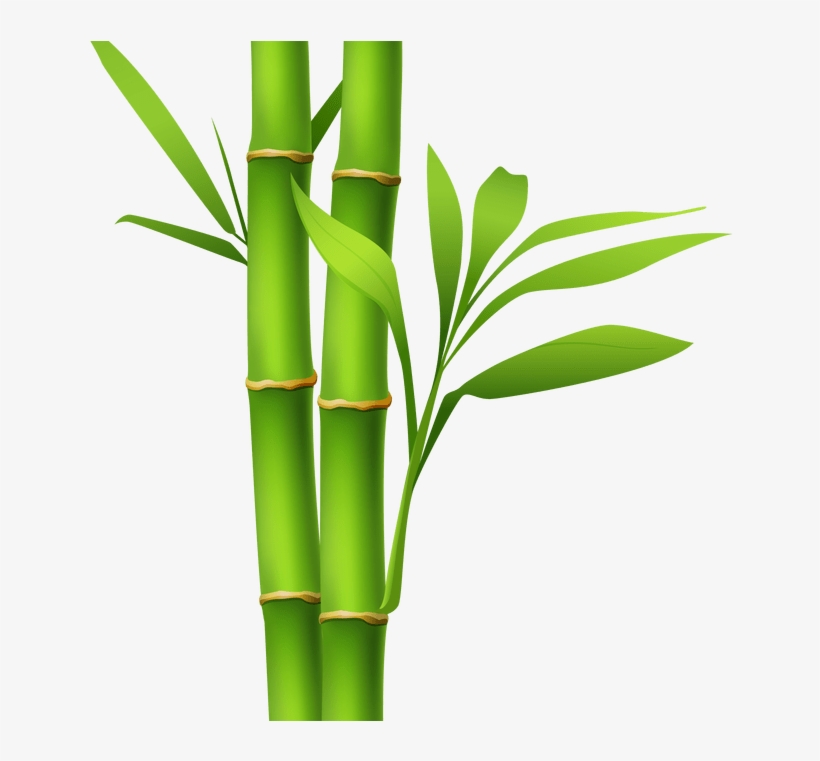 Bamboo Drawing Free download on ClipArtMag