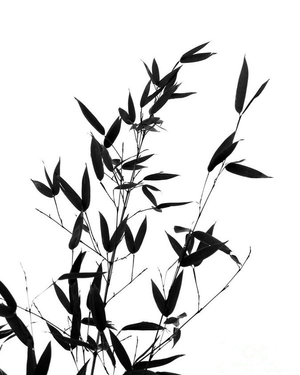 600x749 Bamboo Tree And Branches Poster