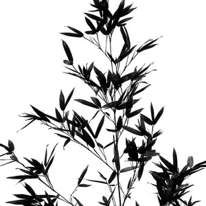 300x300 Bamboo Tree And Leaves Photograph