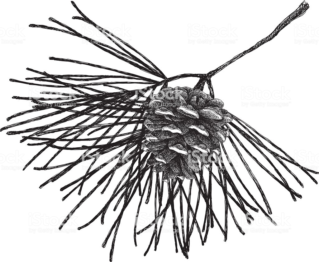 1024x843 Branch Drawing Dwg Bamboo Tree Aspen Birch Trolls Carmi Chaelinn