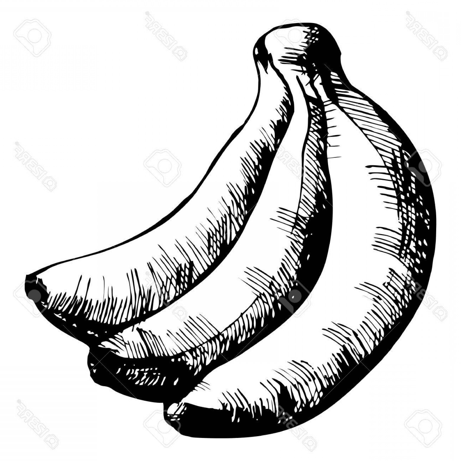 1560x1560 Vector Drawing Of A Banana Studiogrfx