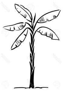 211x300 Banana Tree Drawing Step