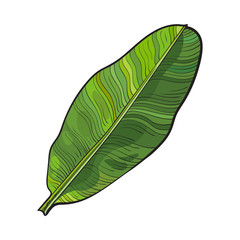 240x240 Full Fresh Leaf Of Banana Palm Tree, Sketch Style Vector