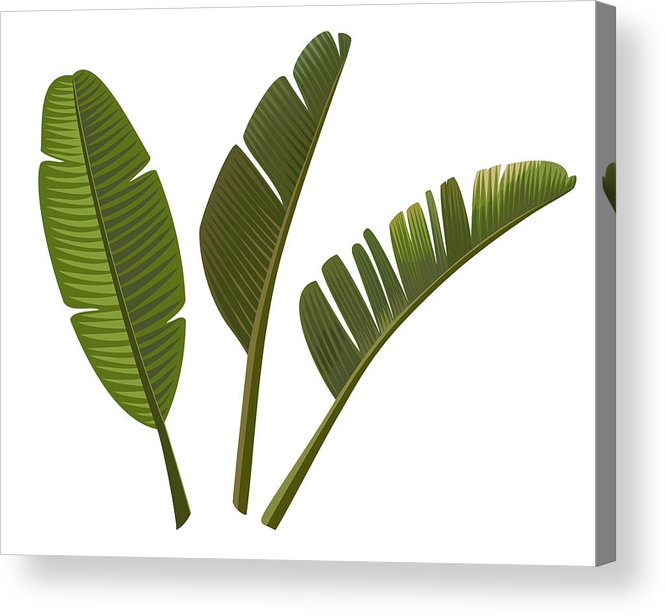 665x616 Tropical Banana Leaves Isolated On White Background Vector