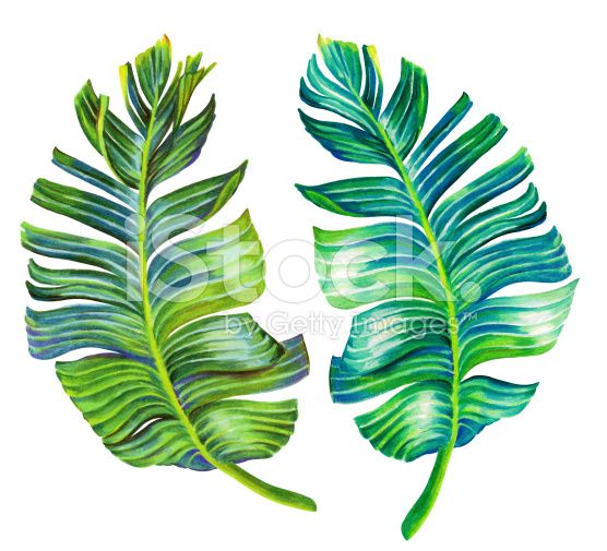 556x505 banana palm leaves single isolated hand drawn detailed motifs