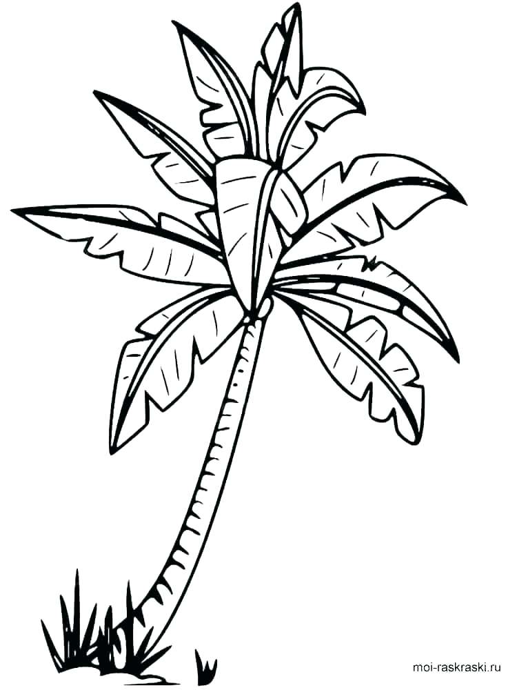 750x1000 Palm Tree Line Drawing