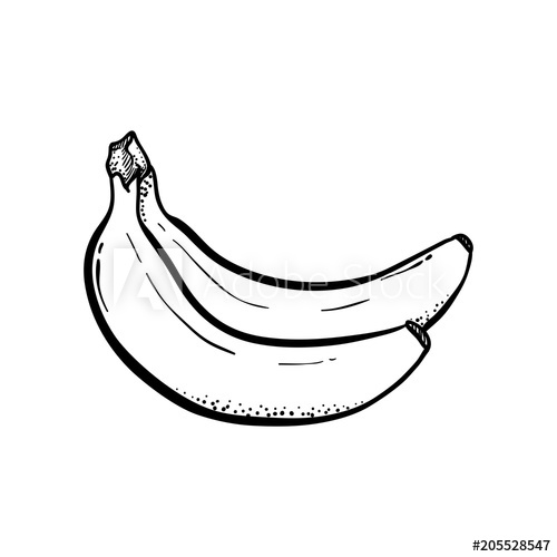 500x500 Bananas Detailed Hand Drawn Vector Illustration Line Art Drawing