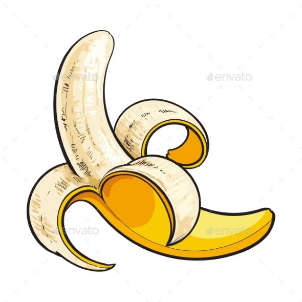 590x590 One Open, Peeled Ripe Banana, Sketch Style Vector Illustration