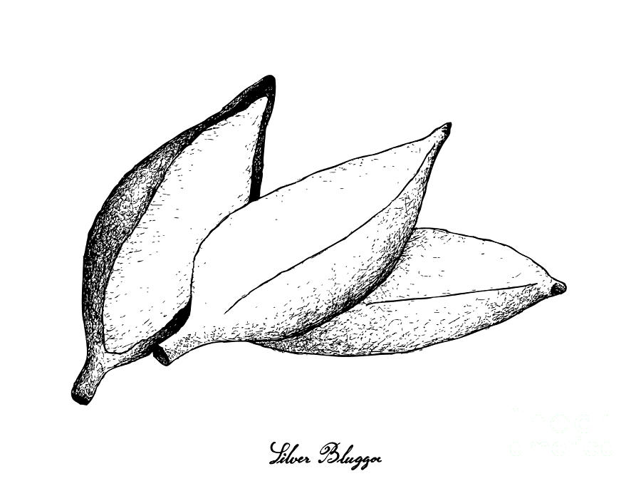 900x675 Hand Drawn Of Fresh Ripe Silver Bluggoe Banana Drawing