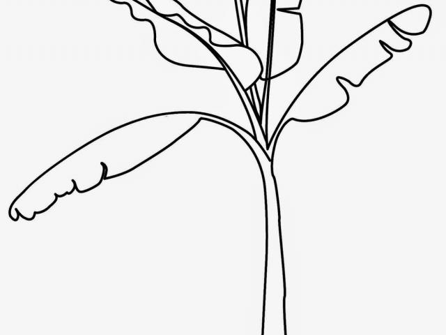 640x480 Banana Tree Drawing