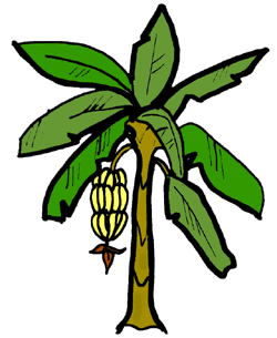 250x305 Banana Tree Drawing Clip Art