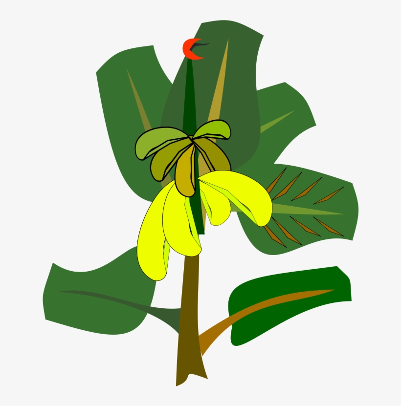 820x831 Banana Leaf Drawing Cartoon