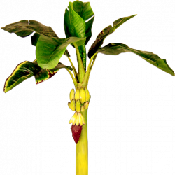 250x250 Marriage Clipart Banana Tree, Picture