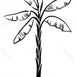 150x150 Marvelous Banana Tree Drawing Step