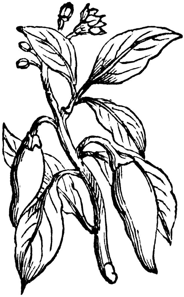 636x1024 Banana Tree Drawing