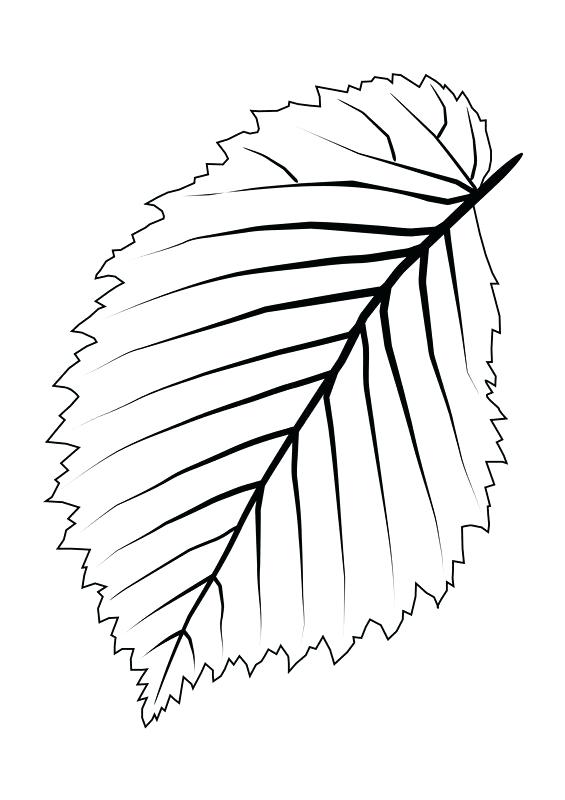 565x800 Trees Outline Icons Free Download Trees Outline Free Icon Leafless