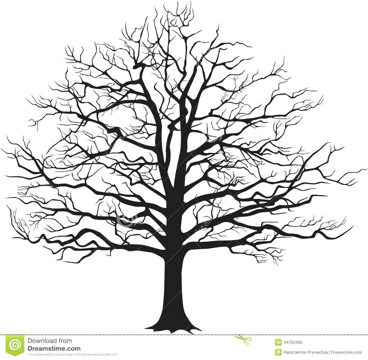 736x720 How To Draw A Bare Tree Step