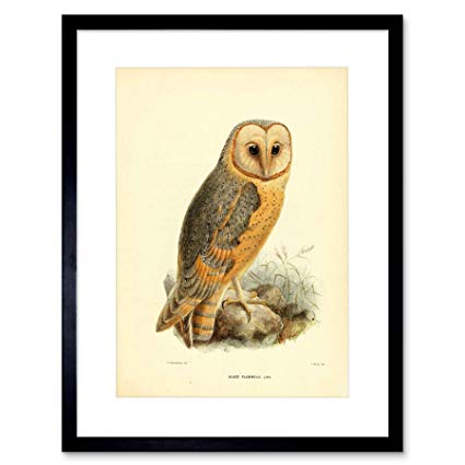 425x425 Drawing Bird Rowley Keulemans Barn Owl ' Black Frame