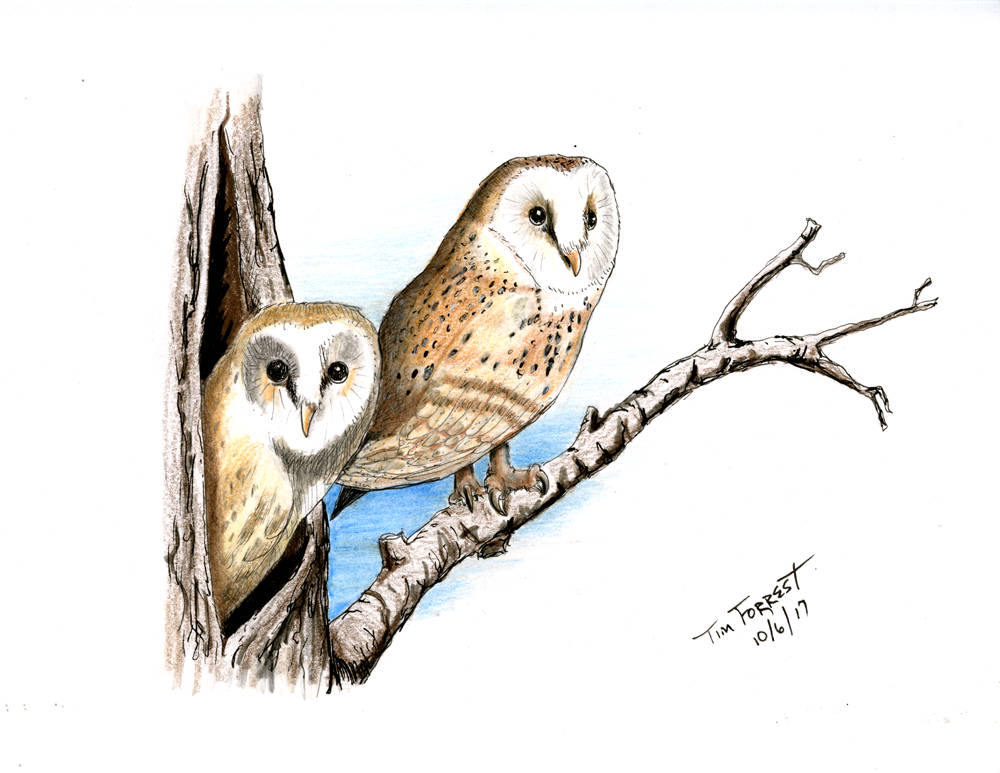 1000x773 Barn Owls Etsy