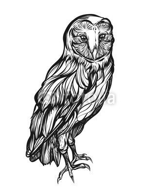 313x400 Barn Owl Detailed Drawing Of A Bird Vector Illustration Isolated