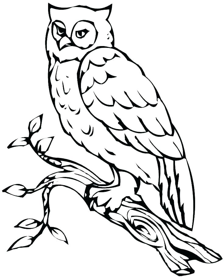 736x908 Printable Pictures Of Owls Snowy Owl Coloring Pages Barn Owl