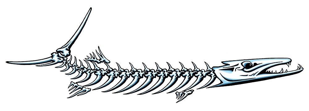 1000x359 barracuda logo