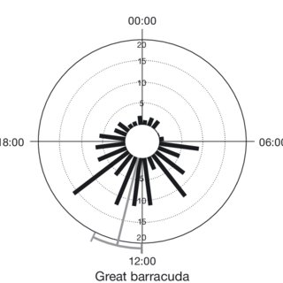 320x320 sphyraena barracuda time