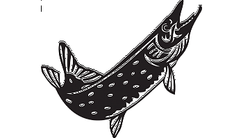 350x200 barracuda decal