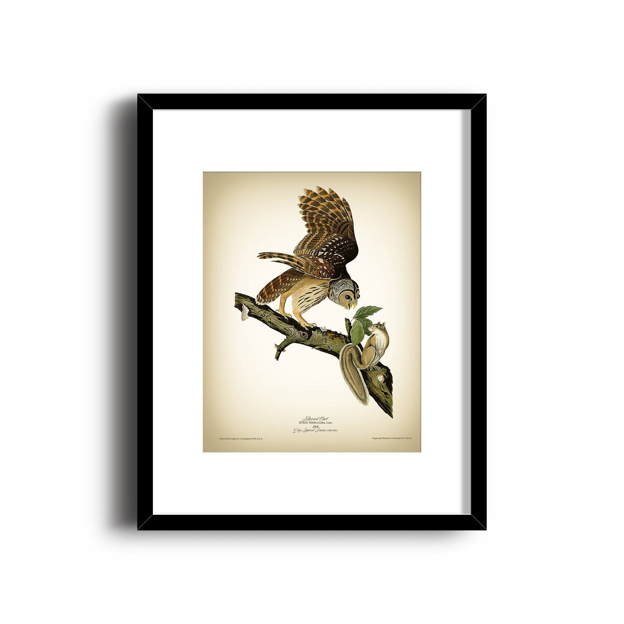 2000x2000 barred owl vintage art print