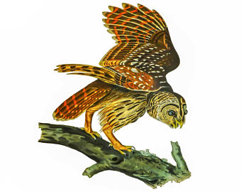 340x270 barred owl art etsy