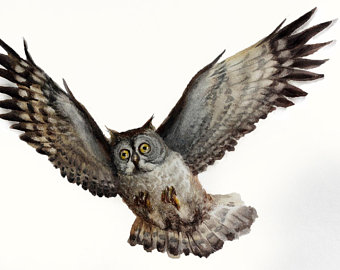 340x270 Owl Drawing Print Etsy