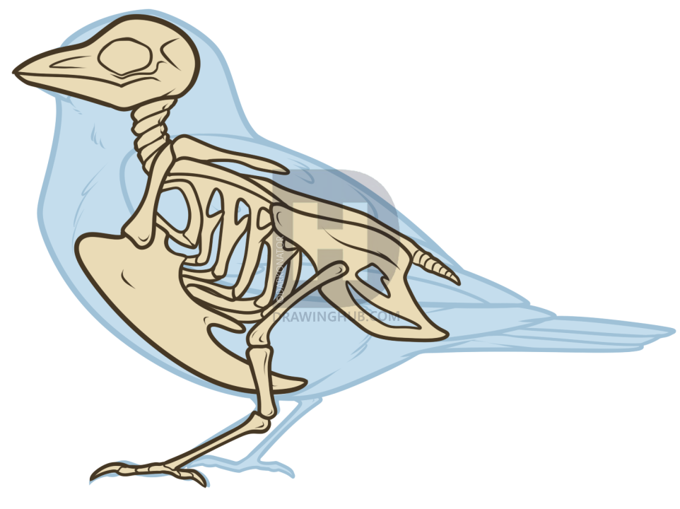 962x720 Bird Anatomy Drawing, Step