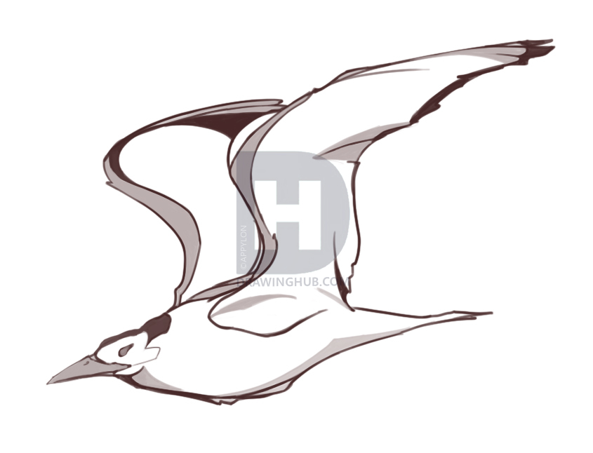 845x646 How To Draw Flying Birds, Step