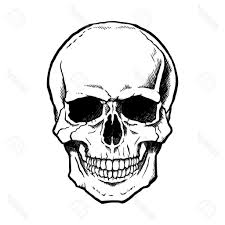 225x225 Huge Collection Of 'basic Skull Drawing' Download More Than