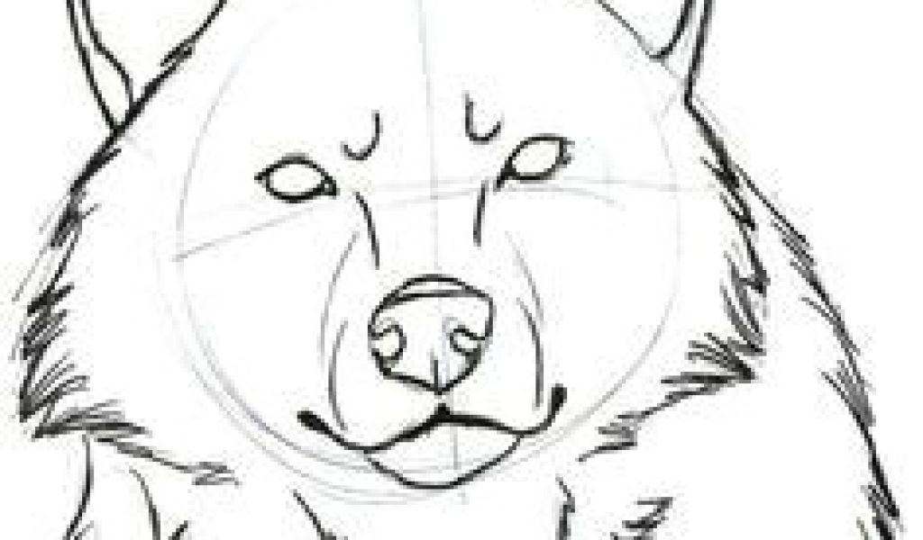 1024x600 Basic Drawing Of A Wolf Best Drawing Wolves Images
