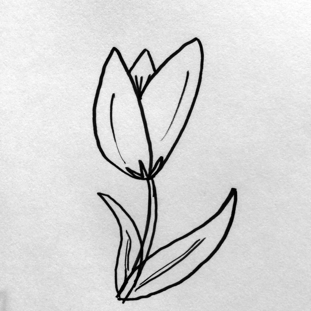 1024x1024 Simple Steps For Drawing Flowers