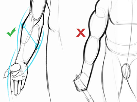 455x338 How To Draw Forearms Arm Anatomy For Artists Proko