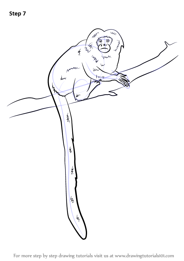 596x842 learn how to draw a golden marmoset