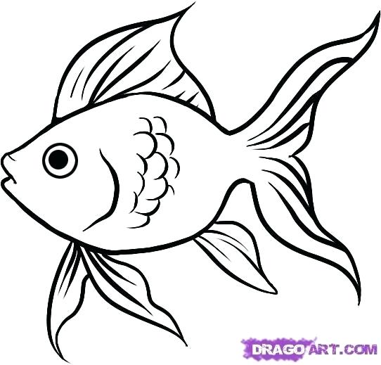 542x519 Fish Outline Drawing Simple Fish Outline Template Drawing Easy