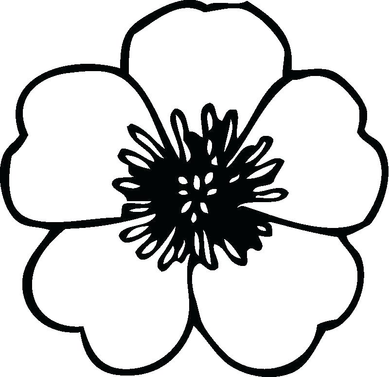 800x774 Easy Flower To Draw Free Basic Flower Template Appealing Easy