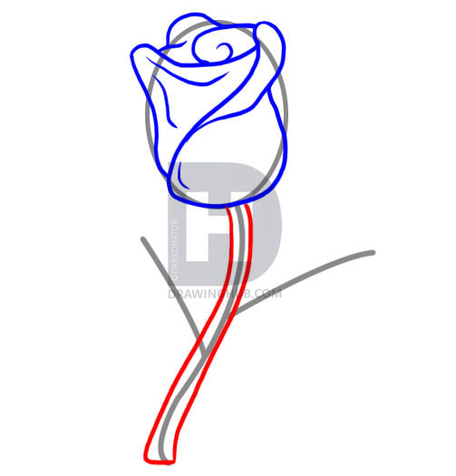 503x525 How To Draw A Rose, Step