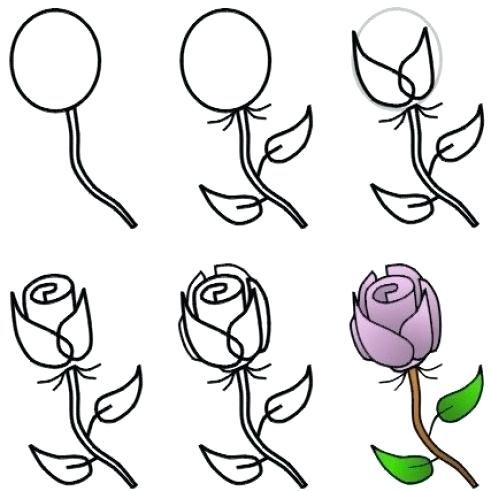 491x491 Roses Drawings Step