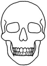 150x211 Skull Clipart Basic