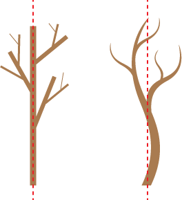 264x289 Drawing Trees Exploring Tree Forms Art Lesson