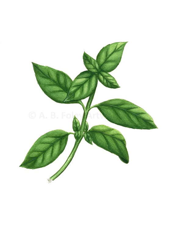 570x738 Basil Art Print