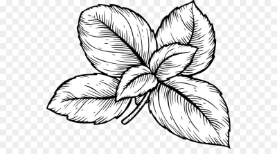 400x222 Basil Png