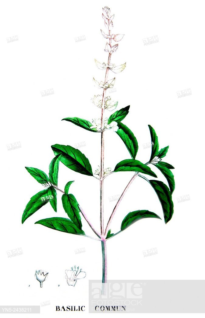 675x1049 Botanical Drawing Of Basil, Stock Photo, Picture And Rights