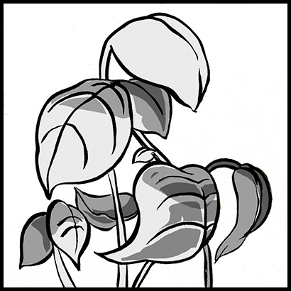 410x410 basil, lime rooftop ready seeds