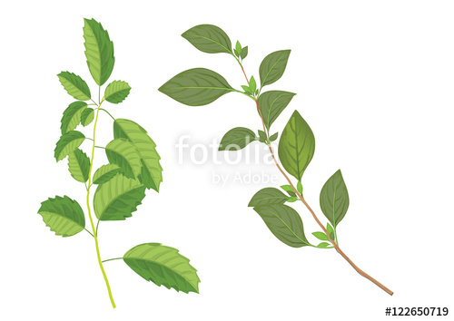 500x354 Basil Leaves On The Branch Herbs For Cooking Hand Drawing